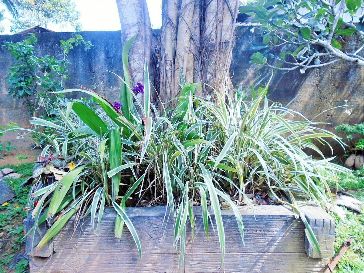 Ceylon Hostel-Galle Unawatuna Zewnętrze zdjęcie